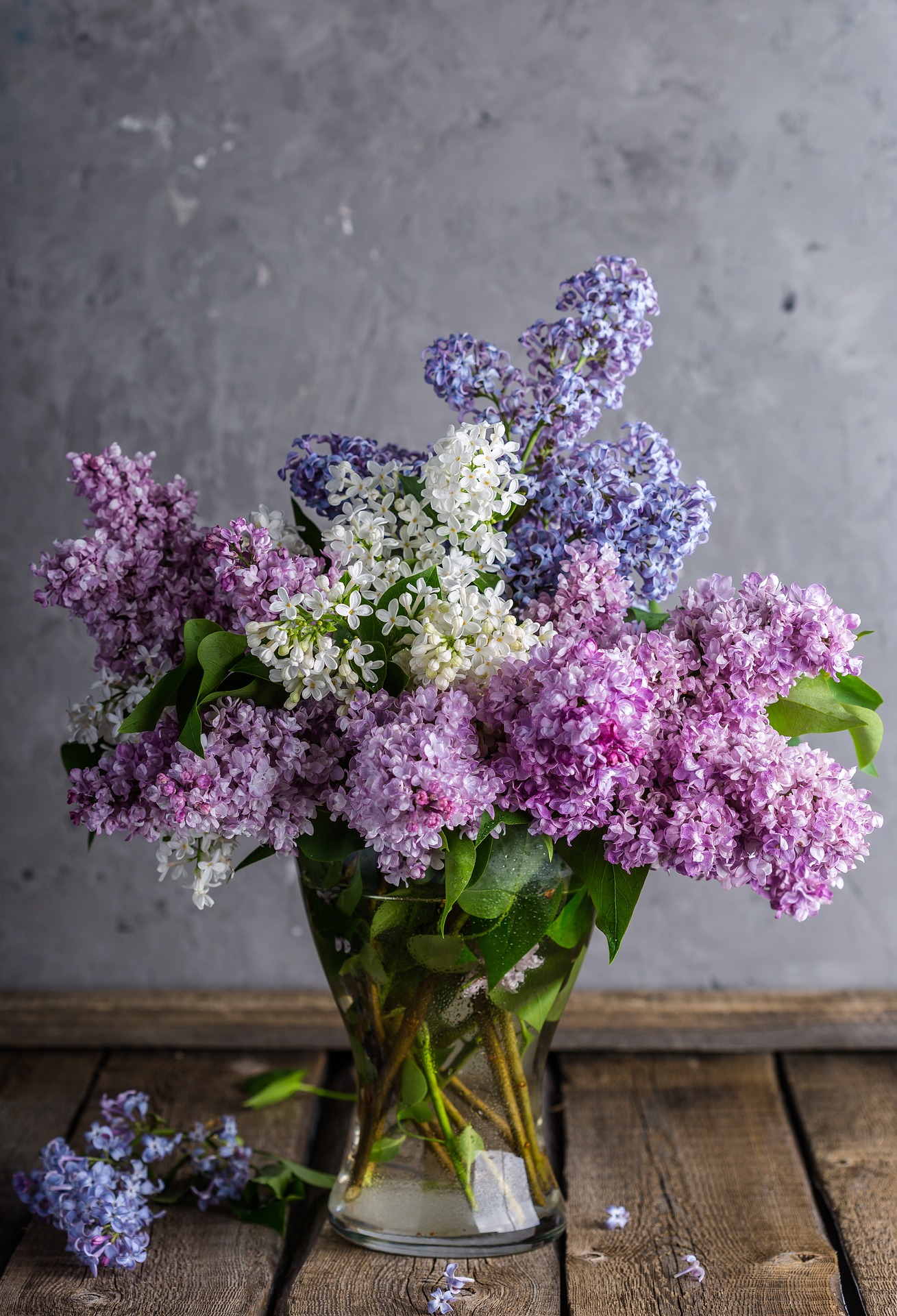 Purple Lilacs
